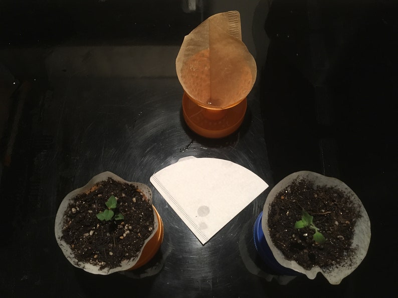 Self Watering Seedling Planter / Coffee Filter Planter / Etsy