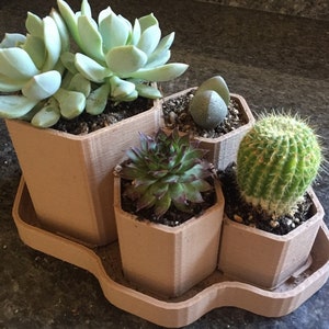 Hexagonal Planter / succulent