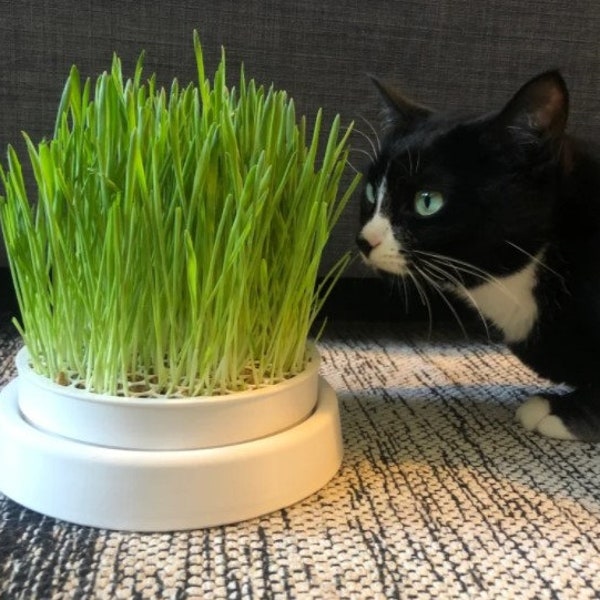 Cat Grass Planter - seeds/soil/fertilizer included! everything you need! natural, sustainable, and organic