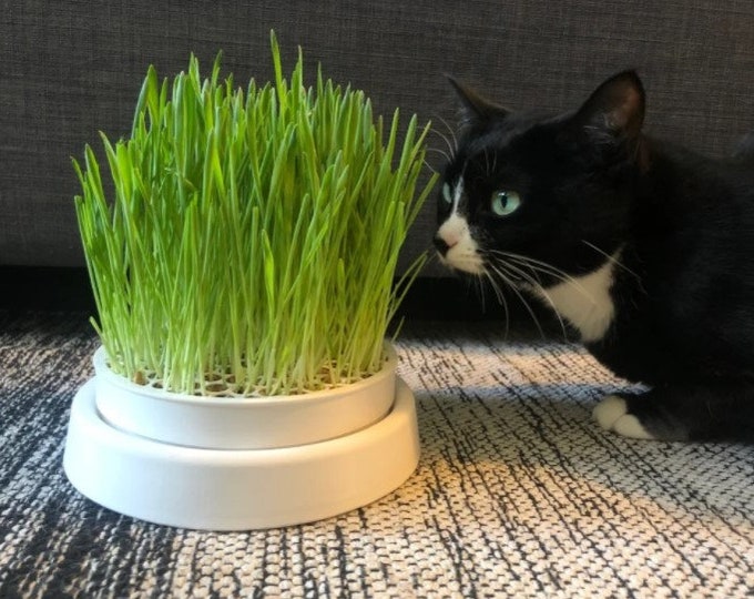 Cat Grass Planter - seeds/soil/fertilizer included! everything you need! natural, sustainable, and organic
