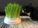 Cat Grass Planter - seeds/soil/fertilizer included! everything you need! natural, sustainable, and organic 