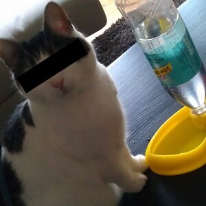 Puede incluir: Un gato blanco y negro con un parche negro en el ojo se sienta en una superficie oscura junto a un cuenco de agua amarillo. Una botella de plástico transparente con líquido azul está unida al cuenco.