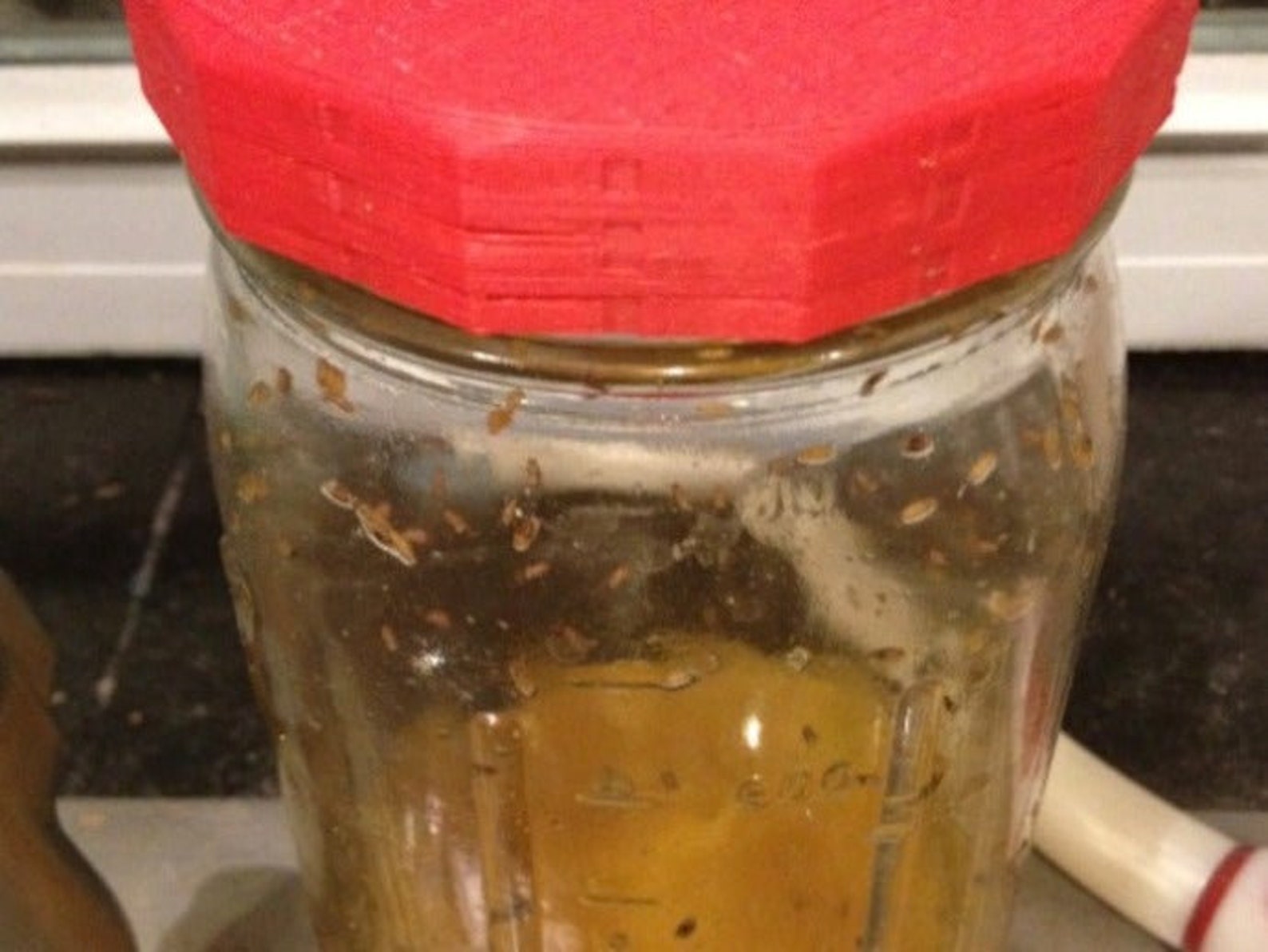 Fruit Fly Trap Mason Jar Lid Etsy