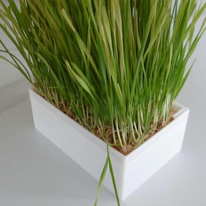 Puede incluir: Una jardinera rectangular blanca llena de hierba verde. Las hojas de hierba son largas y delgadas, con una mezcla de tonos verdes claros y oscuros. La jardinera se encuentra sobre una superficie de color claro, creando una estética limpia y fresca.