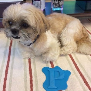 May include: A small, light brown Shih Tzu dog is lying on a striped rug. The dog is looking at the camera. There is a blue plastic letter "P" on the rug in front of the dog.