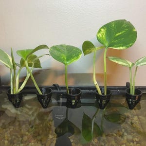 Puede incluir: Cinco plantas de potos con hojas variegadas verdes y amarillas están suspendidas en soportes de plástico negro dentro de un acuario de vidrio. El acuario contiene agua y grava pequeña de color claro.