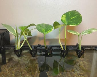 Pothos / plantenaquariumvermeerdering
