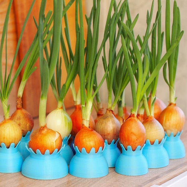 Onion sprouting pots
