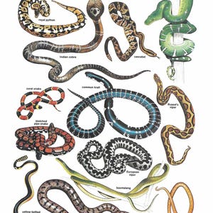 May include: A scientific illustration page titled SNAKE 377 featuring various snake species including a royal python, Indian cobra, cascabel, emerald tree boa, coral snake, common krait, Russel's viper, blotched pipe snake, European viper, boomslang, yellow-bellied sea snake, smooth snake, and Sri Lankan ground snake.
