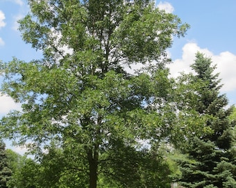 1 Green Ash 18-24 inches -12.98 each (Fraxinus pennsylvanica )