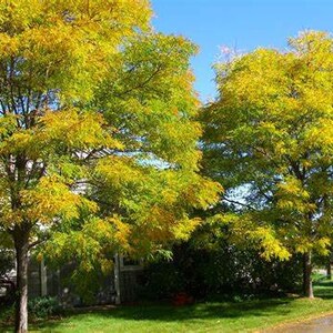 1 Thornless Honey Locust tree 12-18 inches 7.99 each