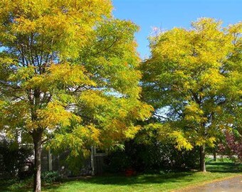 1 Thornless Honey Locust tree 18-24 inches 9.99 each