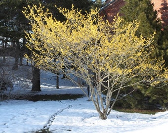 1  Witch hazel tree-3 to 4 feet tall-29.97 each