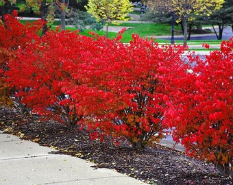 1 burning bush-18 inches 9.99 each