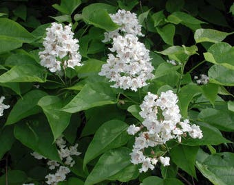 1 Catalpa tree 12-18 inches tall 9.99 each Catalpa speciosa