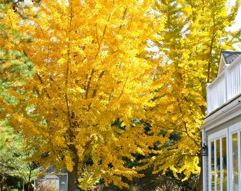 1 Ginkgo tree- 12 inches  tall-11.99 each