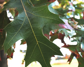 1 Pin oak tree 3-4 ft-14.99