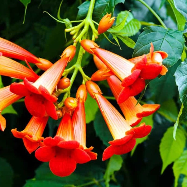 1 Trumpet vine-plant- -Campsis radicans--1-2 feet tall--9.99 each