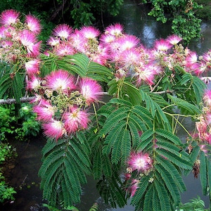 1 mimosa tree 18 inches tall---14.99 each (Albizia julibrissin)