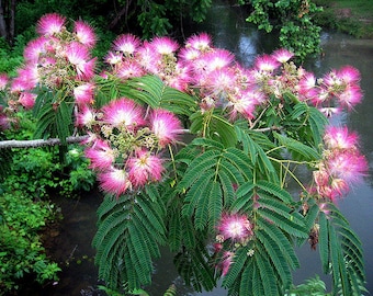 1 mimosa tree 18 inches tall---14.99 each (Albizia julibrissin)