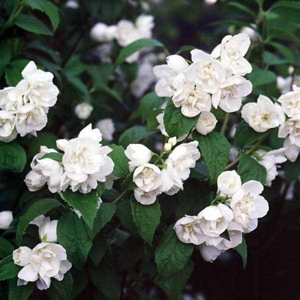 1  Mock Orange shrub-plant- 2 to 3  feet tall -14.98 each Philadelphus x virginalis-Minnesota Snowflake