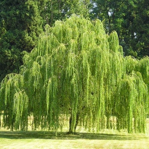 1 Weeping Willow tree-(Salix babylonica) 2 to 3 feet tall-11.99 each