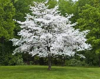 1 White Dogwood tree (Cornus florida) 2-3  feet tall -14.99 each
