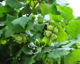 1 American Hazelnut shrub-tree 2 feet tall 14.96 each (Corylus americana)