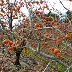 1 American persimmon tree 2 feet tall-14.97 (Diospyros virginiana)