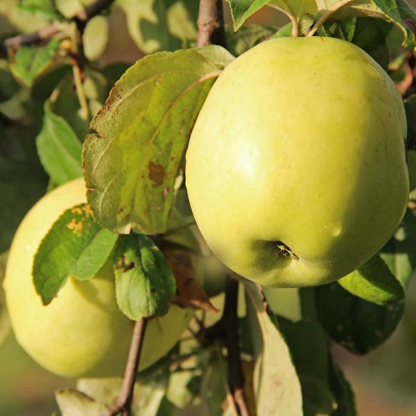 1 Antonovka Apple tree 18-24 inches tall--12.99 each  Malus Domestica 'Antonovka'