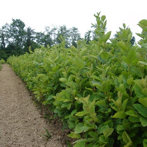 1 Witch hazel tree-2 to 3 feet tall-19.99 each image 2