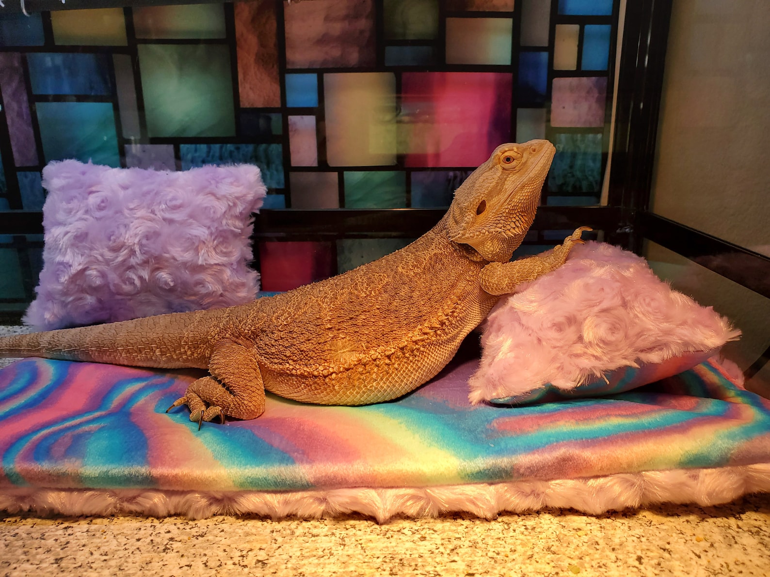 Design Your Own Bearded Dragon Bed With Pillow. Etsy