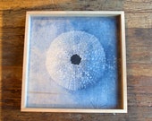 Blue Coral Sea Urchin Shell Print, Nautical Print, Beach House Decor, Wood Serving Tray, Ottoman Tray, Storage Tray, Hostess New Home Gift