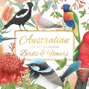 Raccolta di clipart di uccelli e fiori australiani / 27 elementi / File PNG / JPEG / Grafica clipart australiana