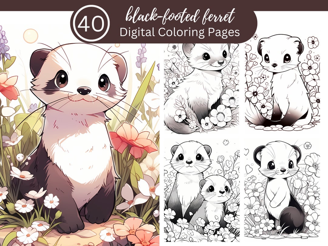 Black-footed Ferret Coloring Book Fun for All/40 Coloring Pages to ...