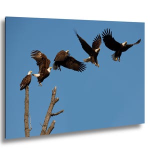 Puede incluir: Una serie de imágenes que muestran águilas calvas en vuelo contra un cielo azul claro. Las águilas, con sus cabezas blancas y cuerpos marrones, se capturan en varias etapas de despegue y vuelo. La obra de arte está montada en un marco negro.