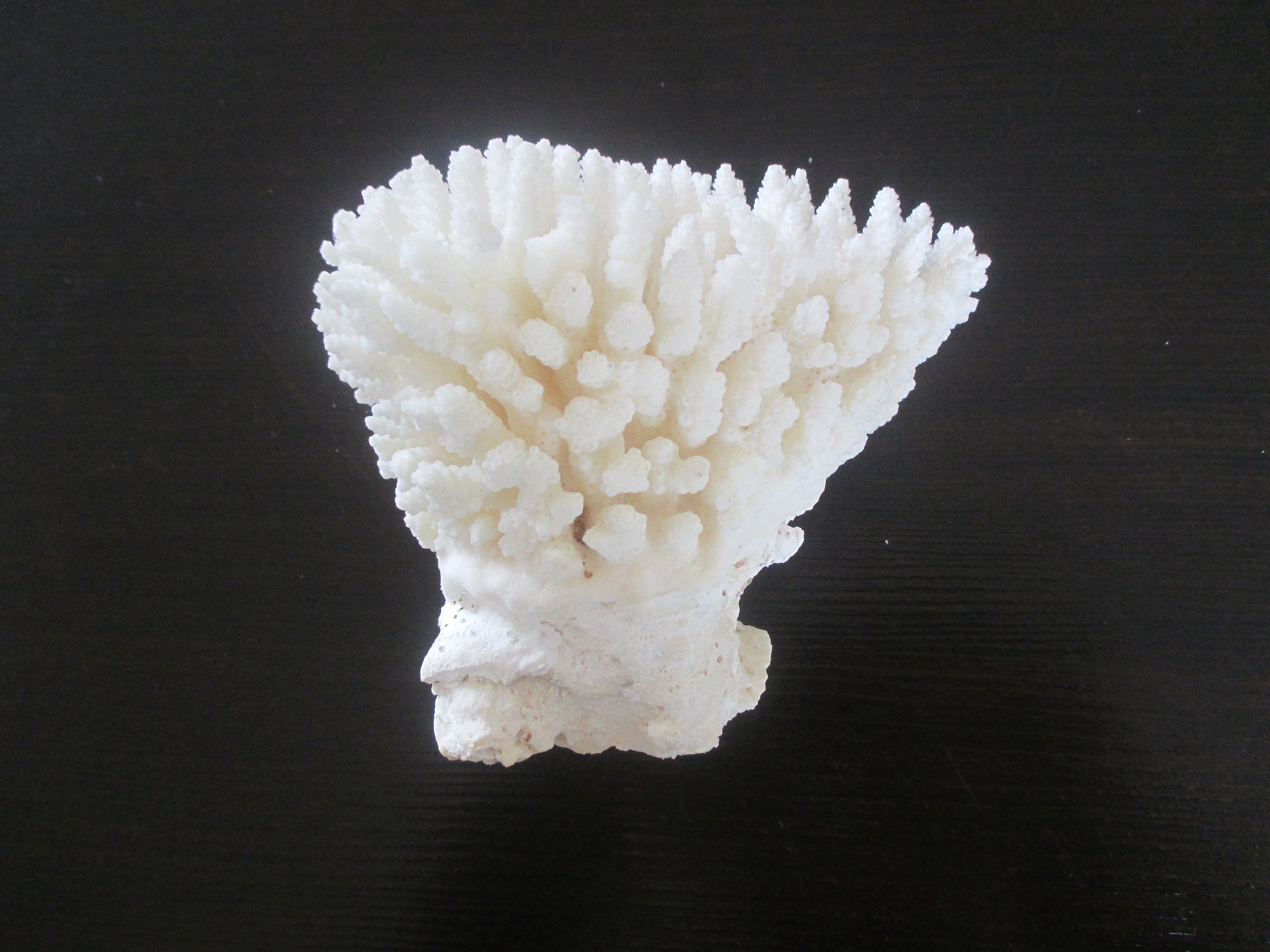 Corail blanc grand coquillage pour décoration collection ou | Etsy