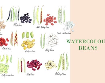 Watercolour Beans clipart, Food illustration, Green Bean Clip Art, Veggie, Culinary Clip Art, Food Clipart