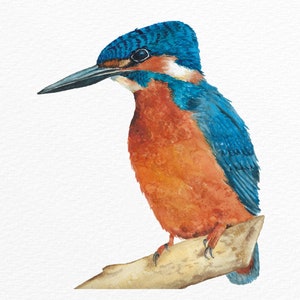 Watercolor Kingfisher clipart PNG. Kingfisher bird clipart, Bird clipart, Kingfisher Watercolor wall art, Instant Digital Download
