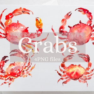 Watercolor Crab Hand Painted Clip Art - Sea creatures, sea animal, Digital Download PNG