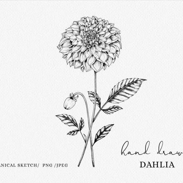 Dahlia Botanical Clipart | Birthday flower | svg files for cricut | Birthday Flower | Vintage Illustration | Botanical svg