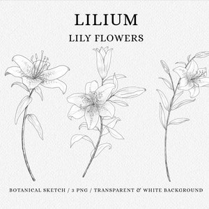 Lilie Blumen Clipart, Lilie Botanische Skizze, PNG Clipart, Lilie Stempel, Linie Zeichnung, Floral Poster, Schwarz weiß, Lilie Svg, Digital Stamp Set