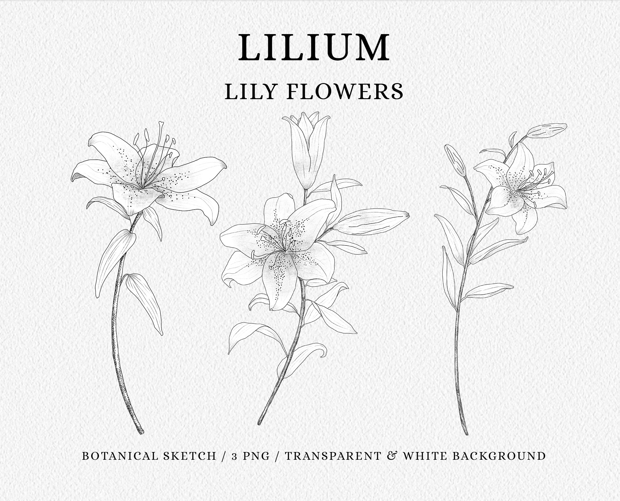 Lily Flower Clipart, Lily Botanical Sketch, PNG Clipart, Lily Stamp