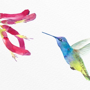 Hummingbird  Watercolor Clip art , Decor Art, Wall decor illustration, Nursery Decor, Digital Download PNG