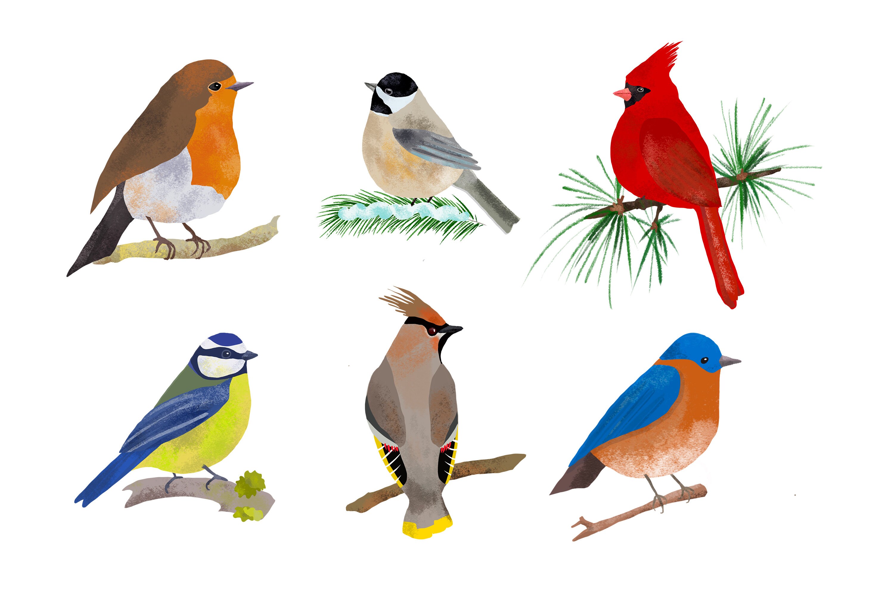 Birds Illustration Cli Art , Decor Art, Bird Illustration, PNG ...