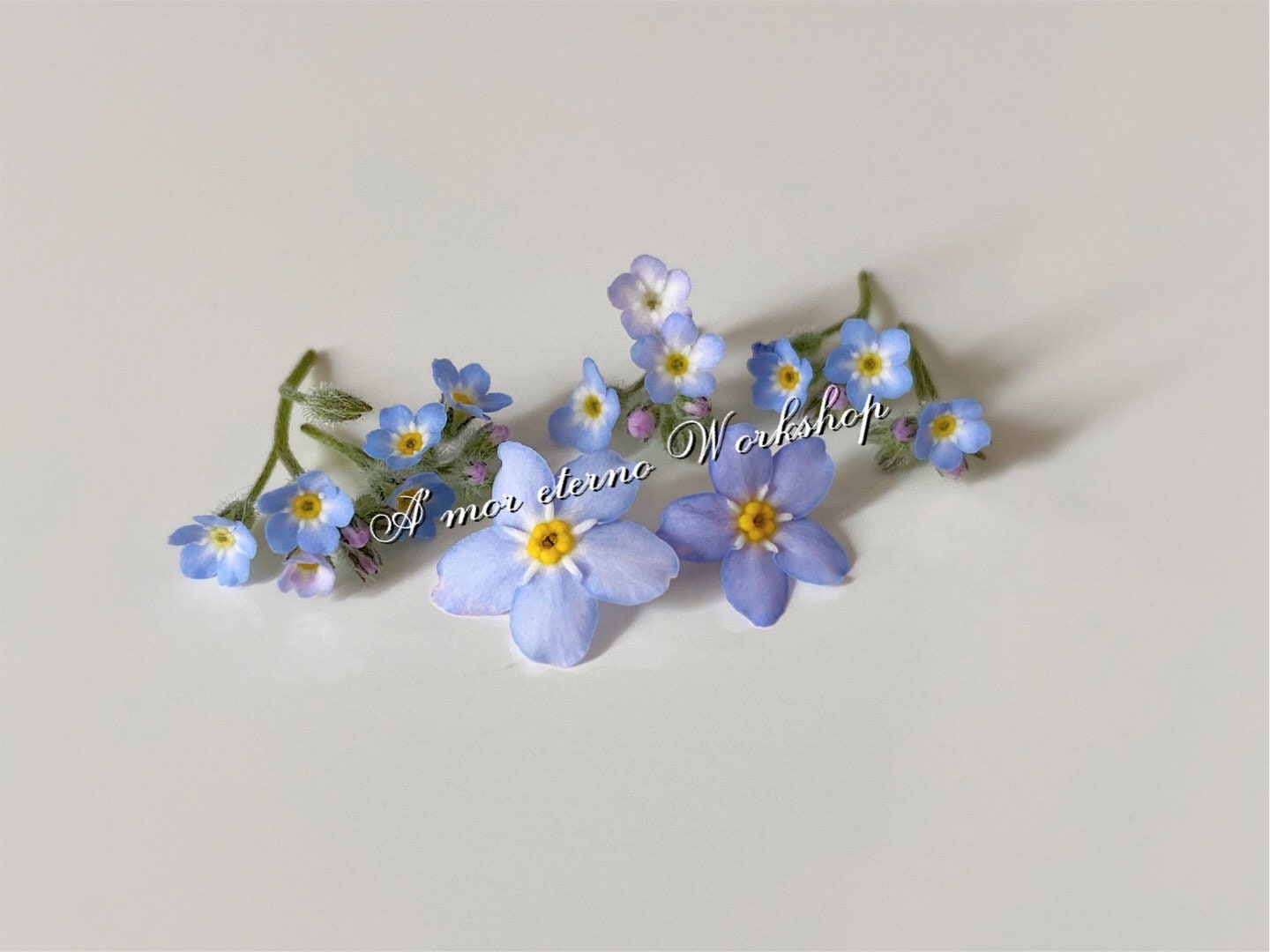 Dried Me Not Me Not Tiny Blue Flower Blue Etsy