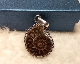 Ammonites fossil