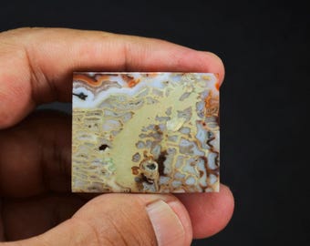 Palm Root, Petrified Wood, Gemstone