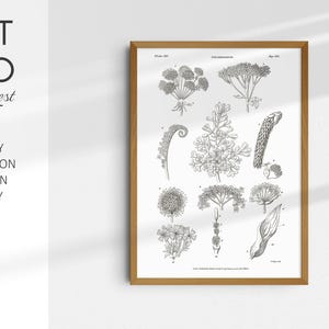 Inflorescene Vintage Botanical Engraving Print | Ilustracja anatomii roślin z lat 1800. | Sztuka ścienna Roots, Leaves & Floral Study