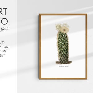 Stampa antica di cactus Mammillaria / Ristampa di illustrazione botanica del 1800 / Arte murale vintage di succulente da una rara collezione di cactus francesi